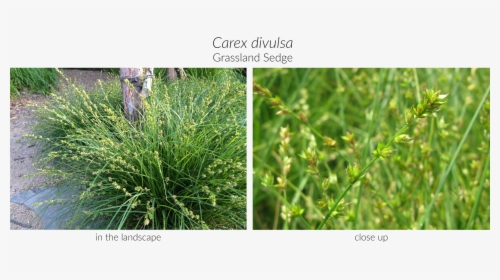 Carex Png, Transparent Png, Free Download