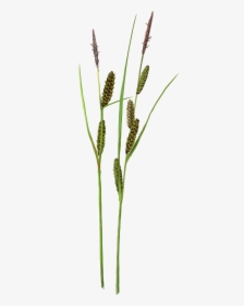 Ribwort - Horsetail, HD Png Download, Free Download
