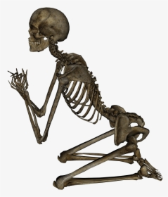 Skeleton Png, Transparent Png, Free Download