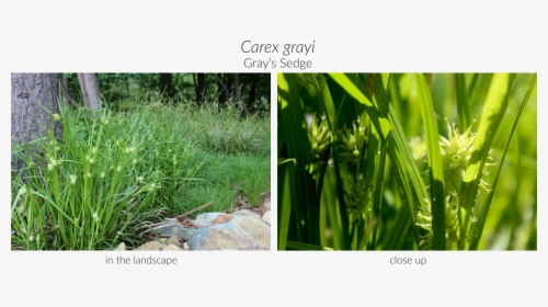 Sweet Grass, HD Png Download, Free Download