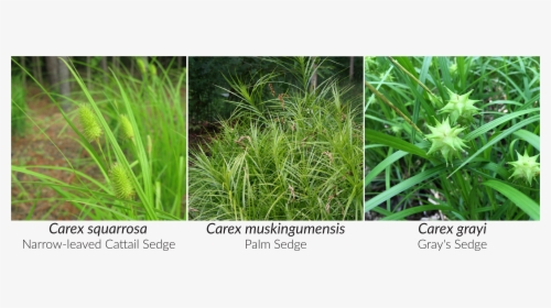 Stricta Forms Dense Tussocks Under Wet Conditions - Sweet Grass, HD Png Download, Free Download