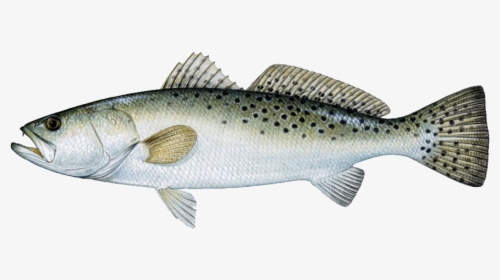 Spotted Sea Trout, HD Png Download, Free Download