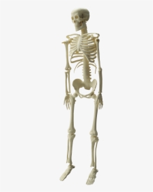 Skeleton Png Images Image - Kankal Photo Png Hd, Transparent Png, Free Download
