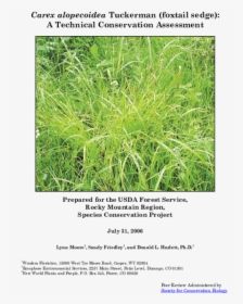 Grass, HD Png Download, Free Download