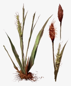 Grass, HD Png Download, Free Download