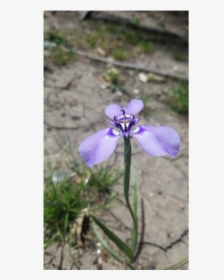 Iris Versicolor, HD Png Download, Free Download