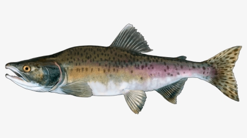 Coastal Cutthroat Trout, HD Png Download, Free Download