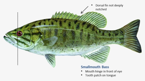 Smallmouth Bass - Smallmouth Bass Oklahoma, HD Png Download, Free Download