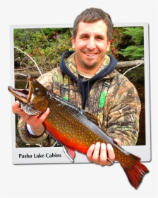 Brook Trout - Ontario Rivers Brook Trout, HD Png Download, Free Download