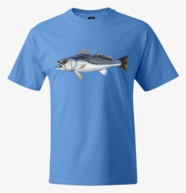 Speckled Trout Png, Transparent Png, Free Download