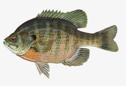 Discover The Popular Best - Bluegill Fish, HD Png Download, Free Download