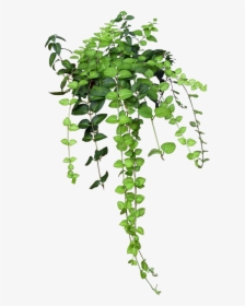 Plant Pngs, Transparent Png, Free Download