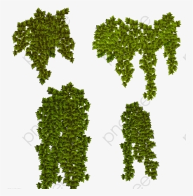 Ivy Plants Png, Transparent Png, Free Download
