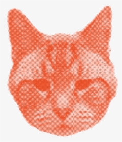 Tabby Cat, HD Png Download, Free Download