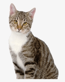 Cat Hd Pictures With White Background, HD Png Download, Free Download