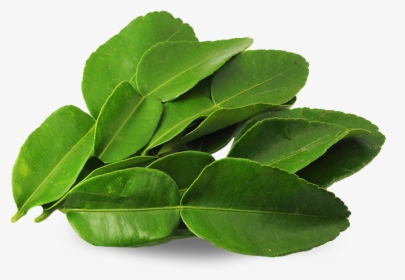 Lime Leaves, HD Png Download, Free Download