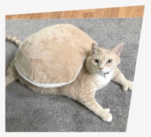 Obese Cat, HD Png Download, Free Download