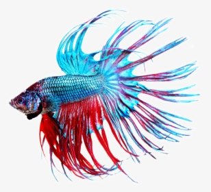Stock Photography Aquarium Beautiful Tropical Transprent - Aquarium Fish Png, Transparent Png, Free Download
