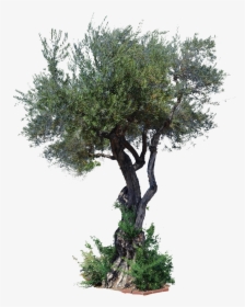 Aspen Tree Clip Art - Pond Pine, HD Png Download, Free Download