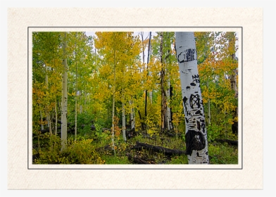 Aspen Glory - Picture Frame, HD Png Download, Free Download