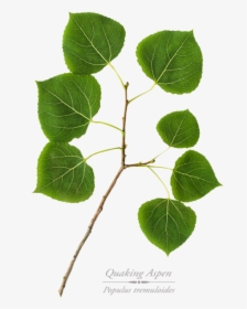 Aspen Tree Leaf Png, Transparent Png, Free Download