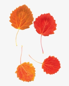 Aspens Aspen Leaves Fall Free Photo - Aspen Leaf Autumn, HD Png Download, Free Download