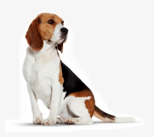 Images In Collection Page - Little Dog Png, Transparent Png, Free Download