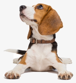 Télécharger Élégant Beagle Dog avec Collier et Cravate PNG En