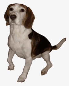 Beagle, Dog, Animal, Bred, Breed, Canine, Hunting - Perros De Caza Png, Transparent Png, Free Download