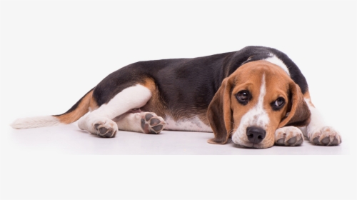 Transparent Beagle Png - Transparent Beagle, Png Download, Free Download