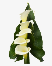 Transparent White Lily Png - Calas Png, Png Download, Free Download