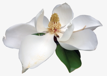 Magnolia White Magnolia White Flower Png- - Magnolia Flower Transparent Background, Png Download, Free Download