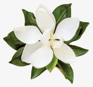 Flower,flowering Family,gardenia - Transparent Magnolia Flower, HD Png Download, Free Download