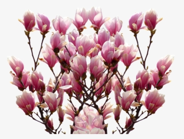 Magnolia, Spring, Nature, Blossom, Bloom, Pink, Bush - Magnolia Transparent, HD Png Download, Free Download