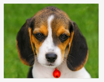 Beagle Welpe, HD Png Download, Free Download