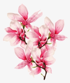 Transparent Magnolia Flower Png - Png Hand Painted Flower Drawing, Png Download, Free Download