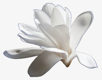 Magnolia - Magnolia Transparent, HD Png Download, Free Download