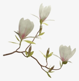 Magnolia Png , Png Download - Png Magnolia, Transparent Png, Free Download