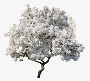 Tree, Magnolia, Spring, Blossom, Isolated, Nature, - Transparent Magnolia Tree Png, Png Download, Free Download