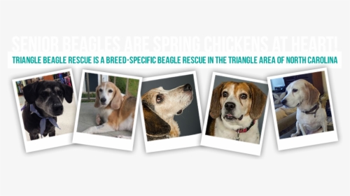 Beagle, HD Png Download, Free Download