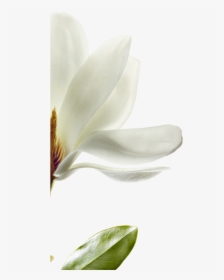 We Have Selected Magnolia That Is Native To Southwest - Magnolia, HD Png Download, Free Download