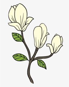 magnolia clipart single magnolia flower drawing easy hd png download kindpng magnolia flower drawing easy hd png