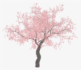 Transparent Magnolia Png - Cherry Blossom Tree Png, Png Download, Free Download