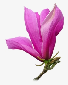 Chinese Magnolia, HD Png Download, Free Download
