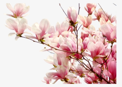 Sakura Blossom Clipart Transparent Background - Cherry Blossom Leaves ...