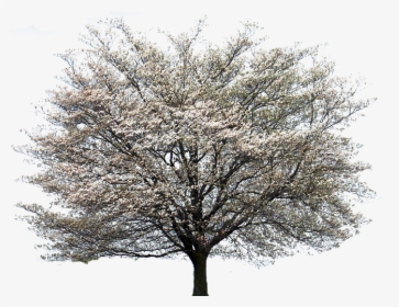 Magnolia Tree Png - Dogwood Tree White Background, Transparent Png, Free Download