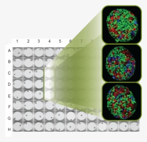 Stop Hand Picking Islets And Substantially Reduce Assay - Islets 3d, HD Png Download, Free Download