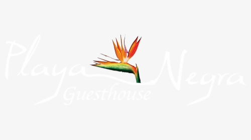 Playa Negra Guesthouse Boutique Hotel - Graphic Design, HD Png Download, Free Download