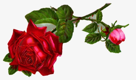 Antique Images Stock Red Digital Clip Art - Vintage Red Rose Clip Art, HD Png Download, Free Download