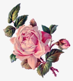 Vintage Roses, Vintage Floral, Rose Art, Vintage Images, - Vintage Rose Clipart Border, HD Png Download, Free Download